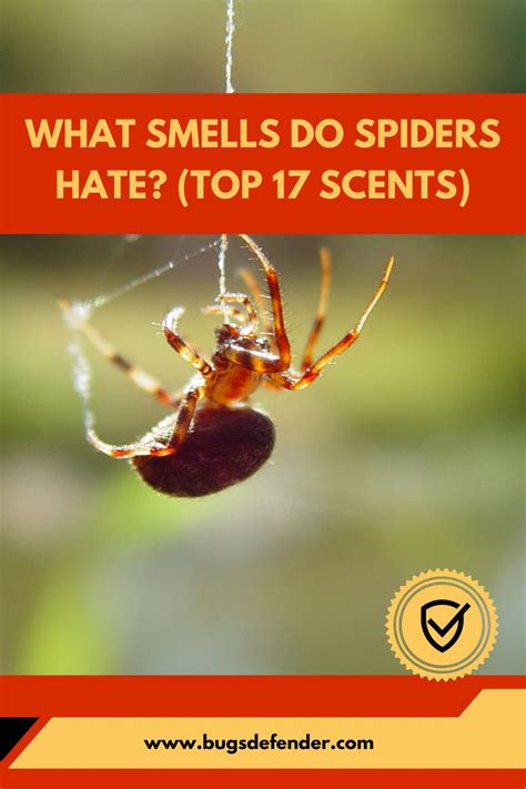 What Smells Do Spiders Hate Top 17 Scents