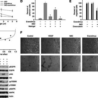 Effect Of The Combination Imo And Everolimus On Egfr Dependent