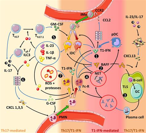 Frontiers Interactions Between Type 1 Interferons And The Th17