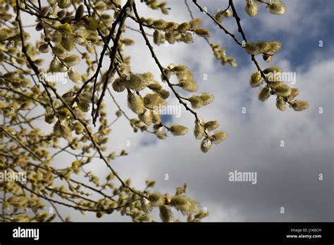 Pussy Willow Catkins On Tree Stock Photo Alamy