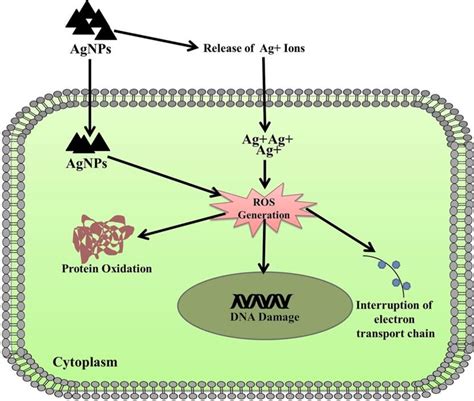 Systematic Representation Of Underlying Toxicity Mechanism Of Agnps