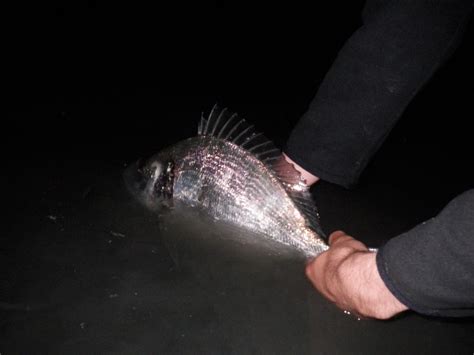 Comment Et Où Pêcher La Dorade Royale La Pêche Technique