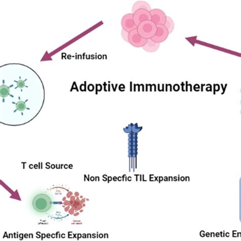 The Adoptive T Cell Immunotherapy Technique T Cells Tils Download Scientific Diagram