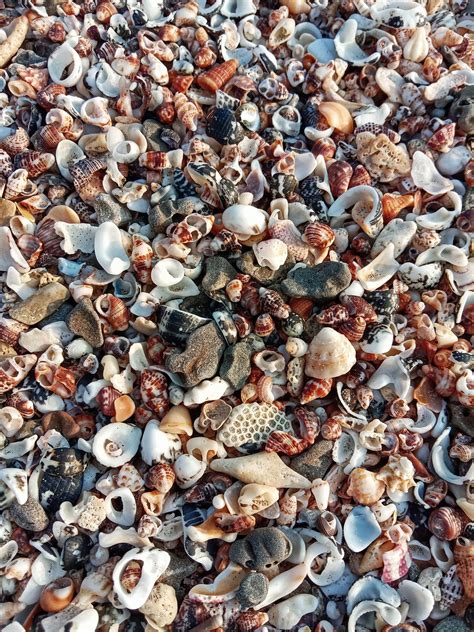 Muscheln Strand Kostenloses Foto Auf Pixabay Pixabay