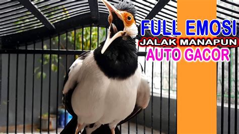 Jalak Suren Gacor Dor Full Emosi Bagus Untuk Masteran Dan Pancingan