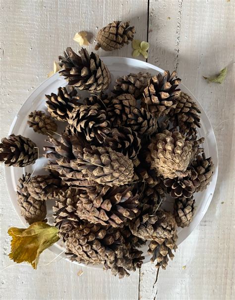 Natural Dried Pine Cones Set Of 20 Medium Pine Cones Etsy