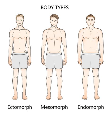 BODY TYPES, According To William Sheldon, PHYSICAL, 50% OFF