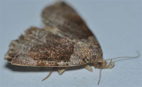 Moth Id Zanclognatha Laevigata Bugguide Net