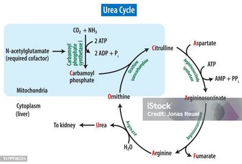 Ilustración De Estructura Del Ciclo De La Urea O Ciclo De La Ornitina Y