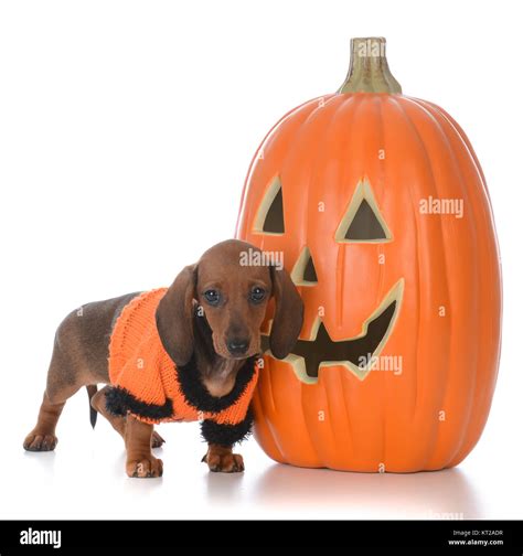 Dachshund Puppy With A Pumpkin Isolated On White Background Stock Photo