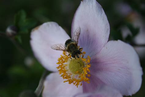 Blumen Insekten Kostenloses Foto Auf Pixabay