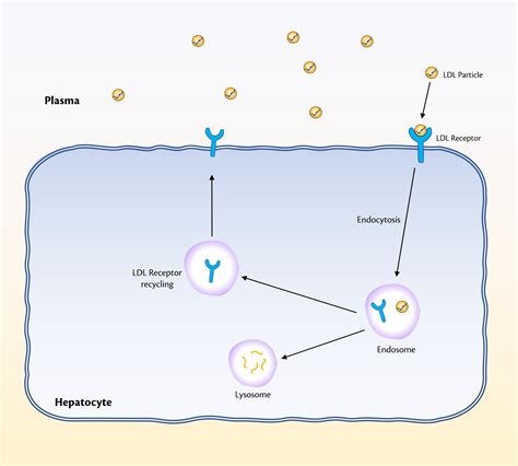 What Is Pcsk9 And The Role Of Pcsk9 Inhibitors