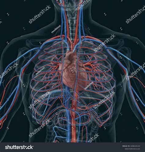 Circulatory System Consists Blood Vessels That Stock Illustration 2246141121 | Shutterstock