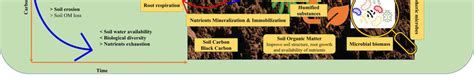 Carbon cycle in the soil-plant-microbes-atmosphere interaction ...