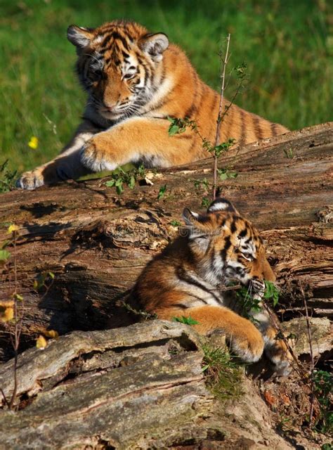 Siberian tiger cubs stock image. Image of feline, playful - 6827963