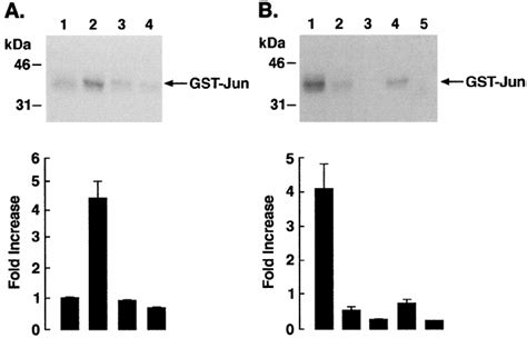 Ir Induced Activation Of Mekk A U Cells Were Treated With Ir