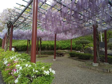 蓮華寺池公園～藤の花～ 新着情報 静岡焼津藤枝発のバス旅で気軽に使える貸切バスなら中央バス