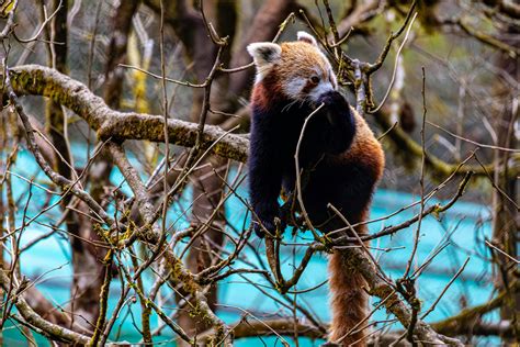 red panda  sikkim forest habitat  stock photo