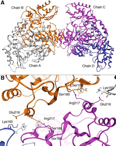 Dimerdimer Interface Of The Hoat Tetramer A Ribbons Representation Of