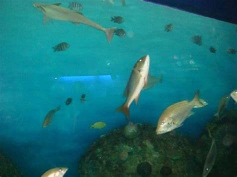 Aquarium of Veracruz (Mexico): Address, Phone Number, Top-Rated ...