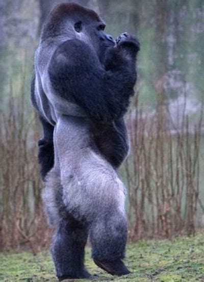 Gorilla Walking On Two Legs - XciteFun.net