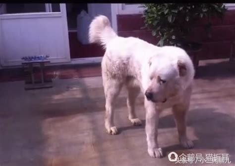 世界10大猛犬排名，排名第一猛犬三隻可殺死老虎！ 每日頭條