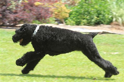 Black Russian Terrier Breed Guide Learn About The Black Russian Terrier