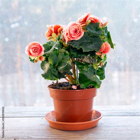 Blooming Begonia Elatior Of The Borias Variety Floriculture Hobby