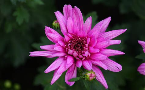 Schöne rosa Chrysanthemenblumen Makrofotografie Blütenblätter