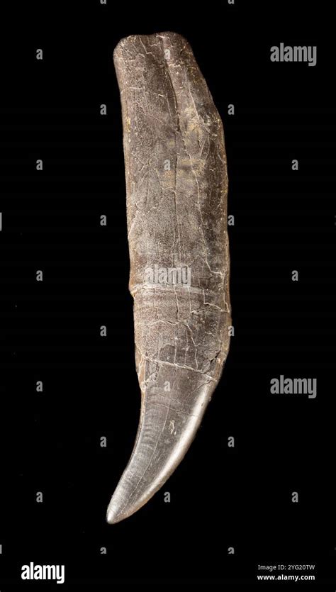 tyrannosaurus rex teeth tooth fossil tyrannosaurus rex  rex