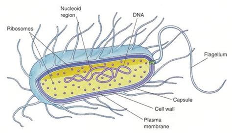 Archaea Cell Wall