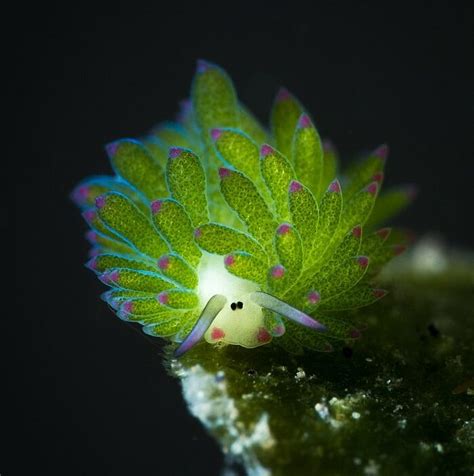 The Adorable Leaf Sheep Sea Slug Lifeform Of The Week