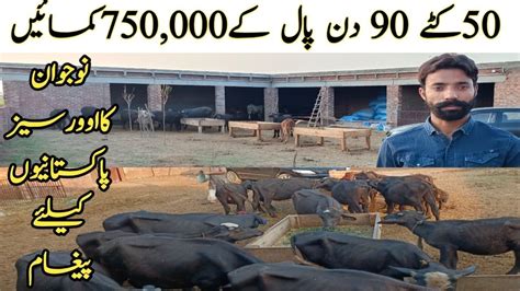 Modern Katta Farm In Narowaal Katta Farming In Pakistan How To