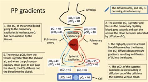 Oxygen And Carbon Dioxide Transport Flashcards Quizlet