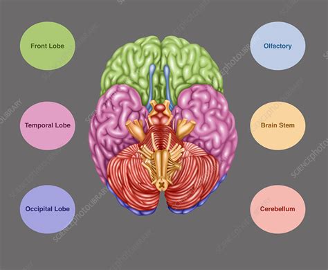 Brain Anatomy Inferior View Illustration Stock Image F031 8230