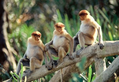 Menyelamatkan Bekantan, Menyelamatkan Peradaban - Situs Hijau Indonesia