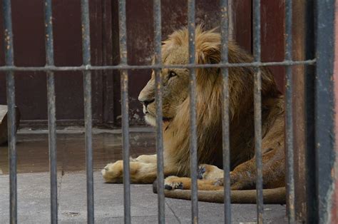 Egypt’s Giza Zoo: A Chequered History and a Promising Future | Egyptian ...