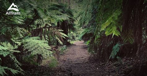 Best Forest Trails In Tecoma Alltrails