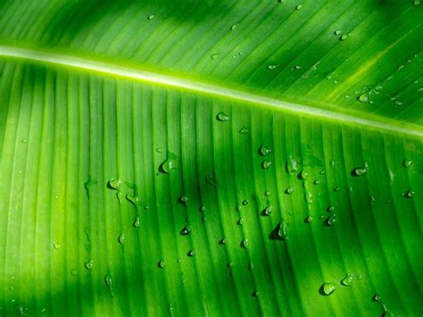 Premium Photo | Banana leaf background