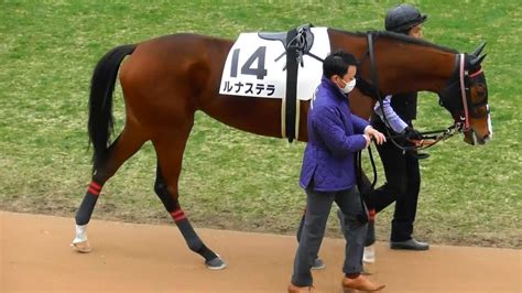 ルナステラ、新馬戦のパドック。現地映像、京都競馬場 競馬動画まとめ