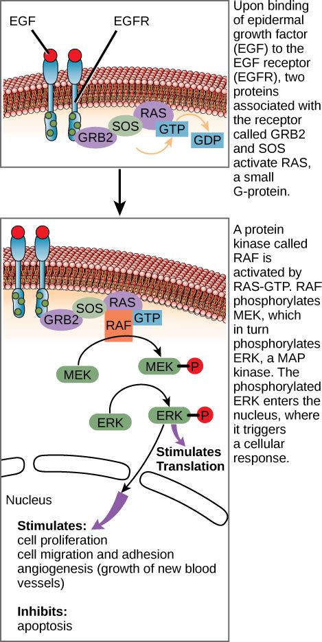 Propagation Of The Cellular Signal Anatomy And Physiology I