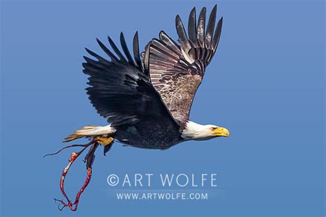 Eagle And Octopus Alaska Glacierbay I Art Wolfe Stock