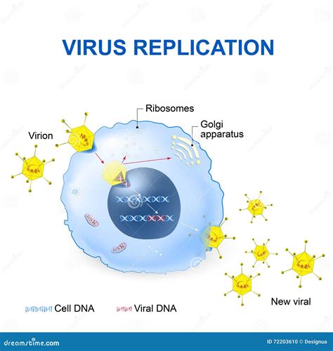 Réplica Del Virus Ilustración Del Vector Ilustración Del Vector Ilustración De Medicina