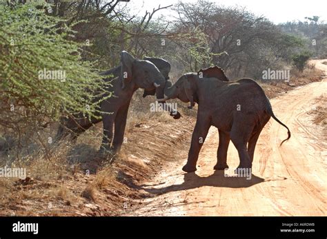 An injured Elephant, left, with part of his trunk severed fights for ...