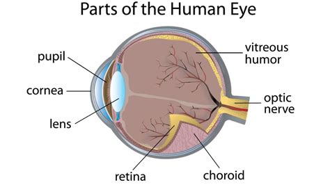 Vitreous Humor What It Is And How To Understand It