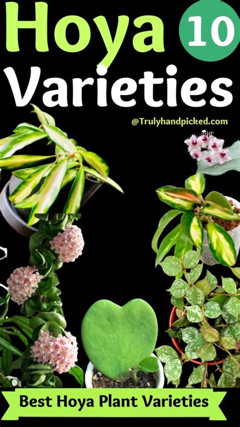 Tropical Plants: Top 10 Hoya Plant Varieties (With Pictures)