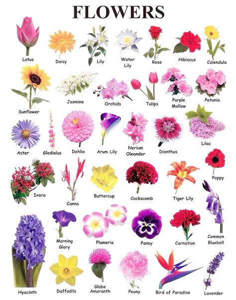 36 Flowers name ideas in 2025 | types of flowers, flower guide, flower