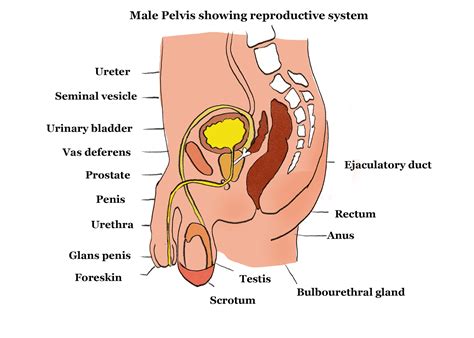 Human Reproductive System Diagram For Kids