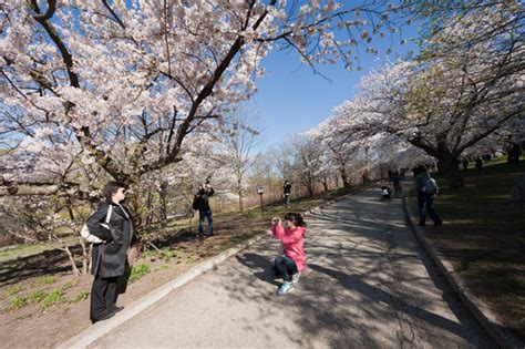 High Park cherry blossoms 2011