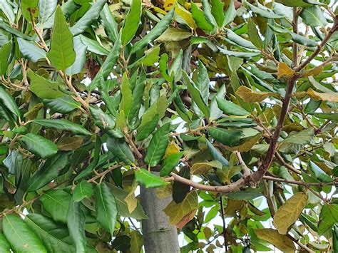 Leibomen Voor Meer Privacy In Je Tuin KleineTuinen Nl